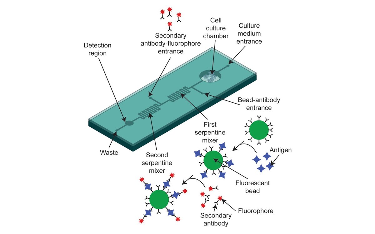 Diagram of a microfluidic bead assay: a cell culture chamber feeds bead and antibody inlets, two serpentine mixers and a detection region